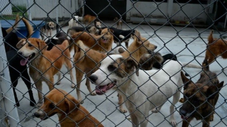 Alcaldía de Ibagué gestiona ayuda animal