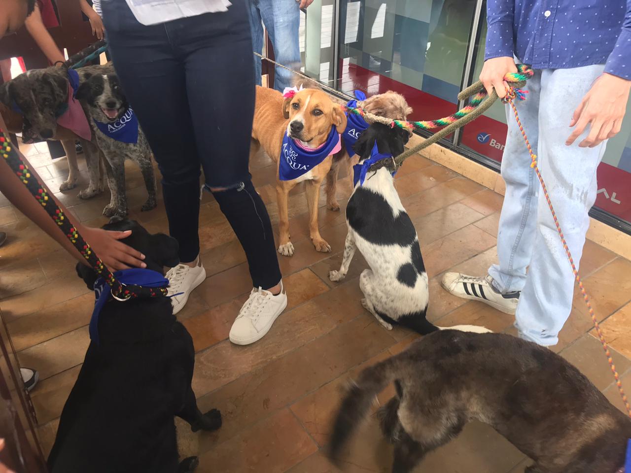 Adopción de mascotas