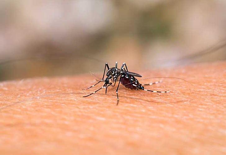 Disparados los casos de Dengue en el Tolima