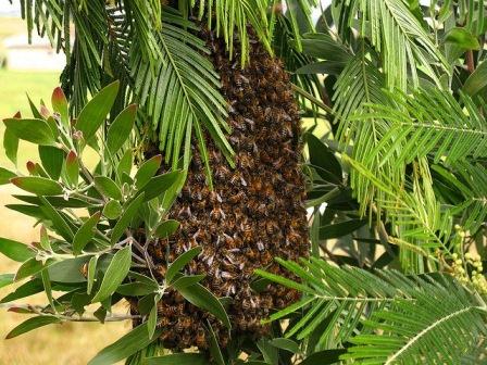 Abejas en Ibagué