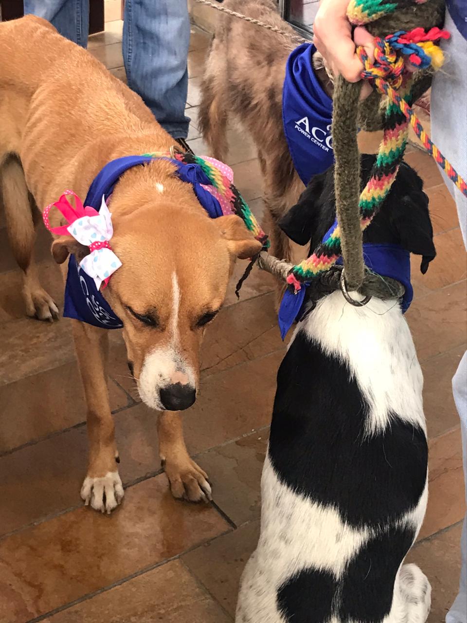 Jornada de Adopción en Ibagué