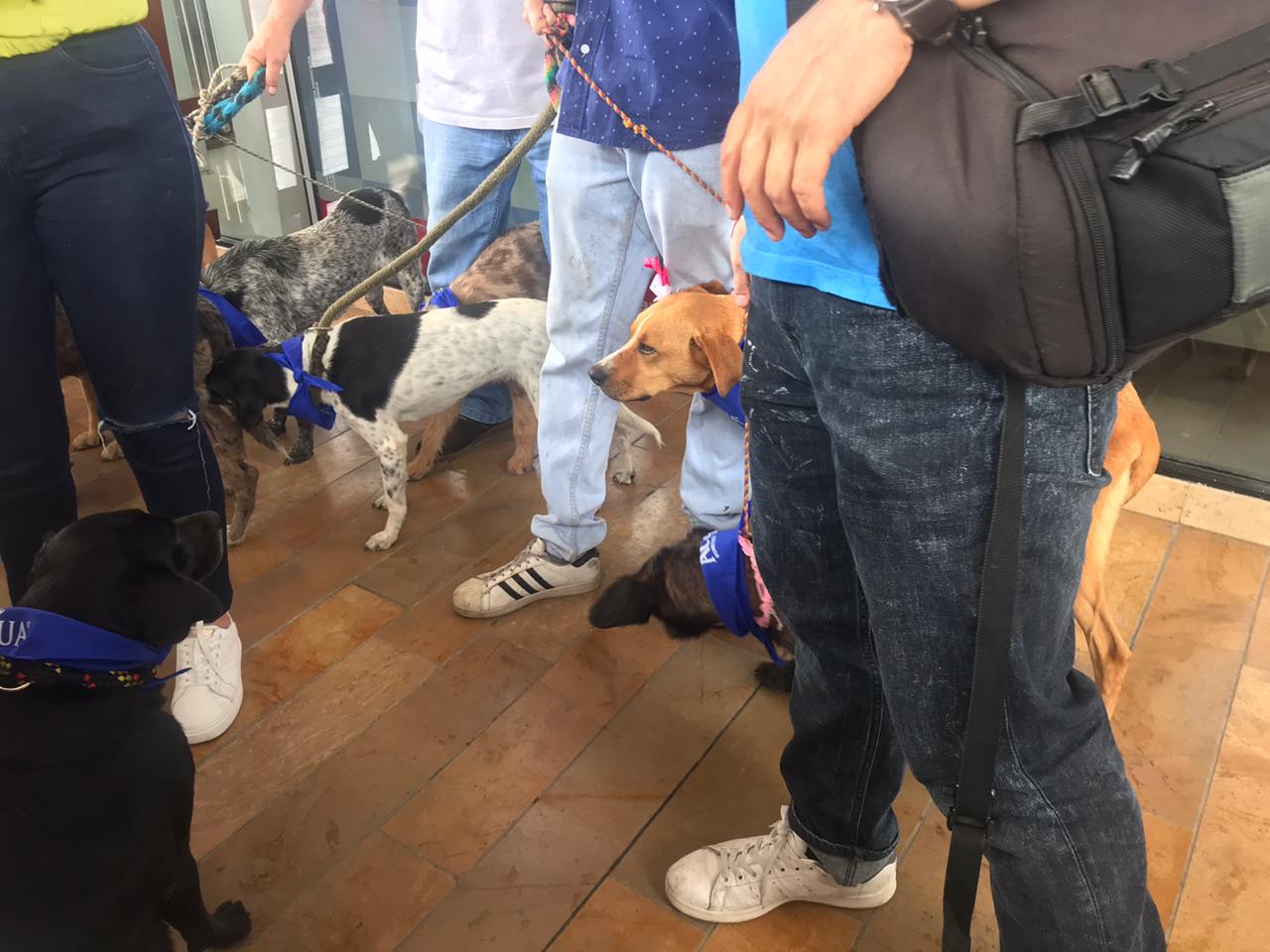 Jornada de Adopción en Ibagué