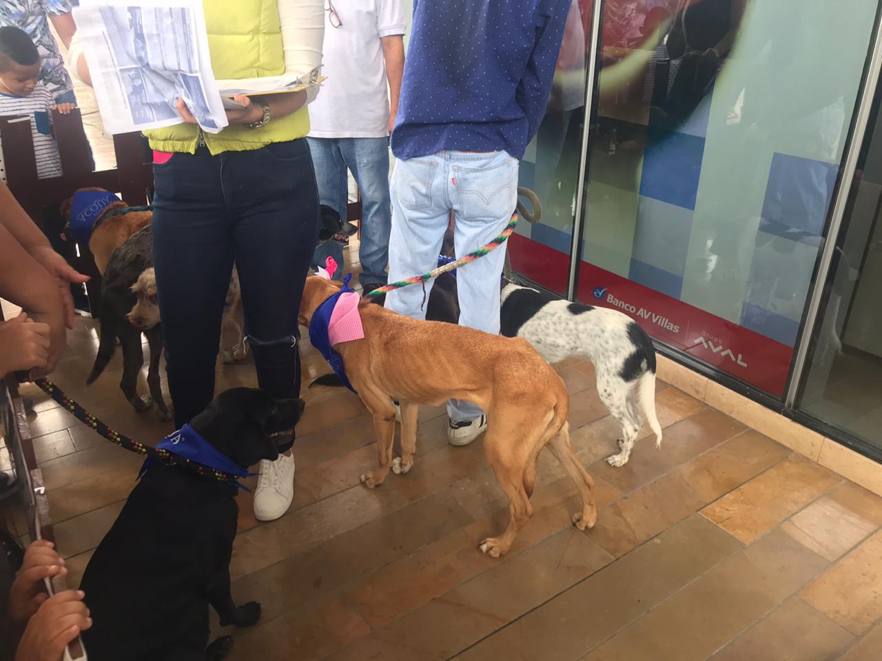 Jornada de Adopción en Ibagué