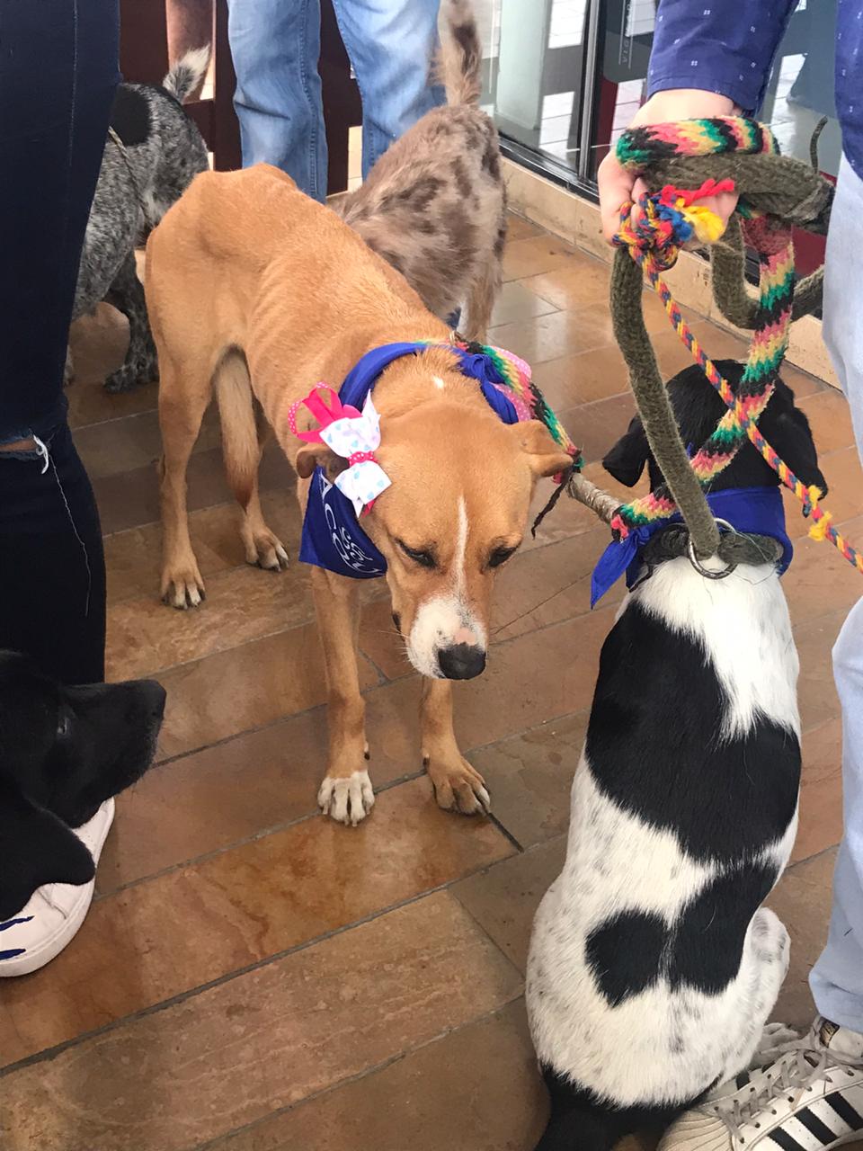 Jornada de Adopción en Ibagué