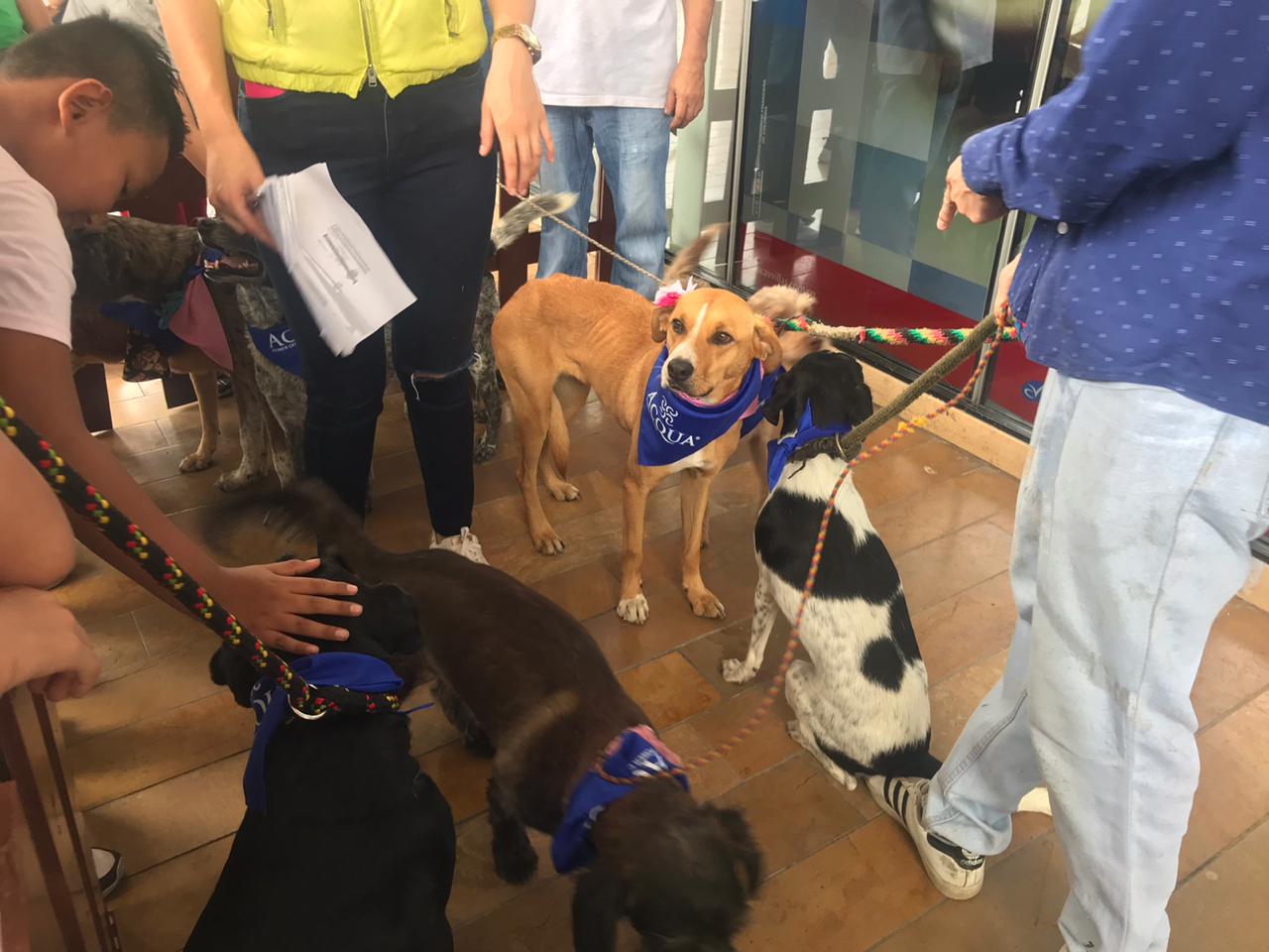 Jornada de Adopción en Ibagué