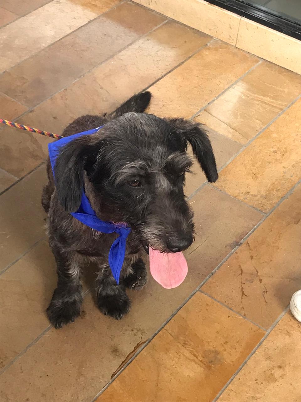 Jornada de Adopción en Ibagué