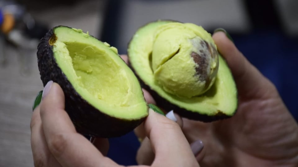 Federación de productores de aguacate del norte del Tolima - Paltolima, a aguacateros de 12 asociaciones de 10 municipios