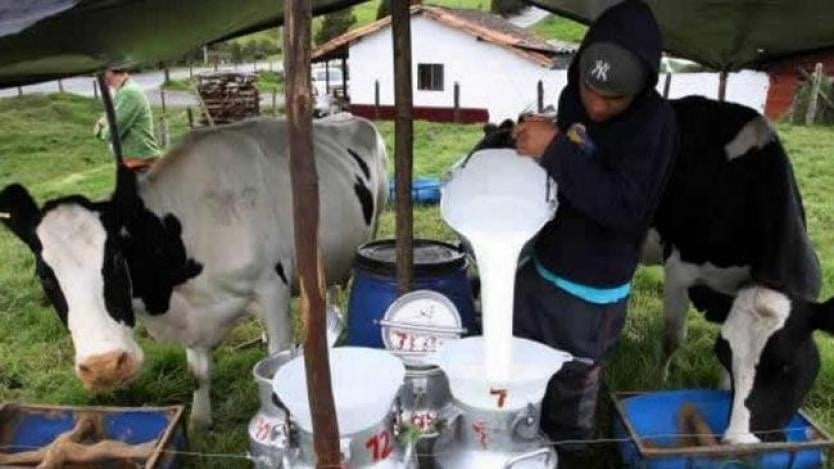 Producción de leche en el Tolima