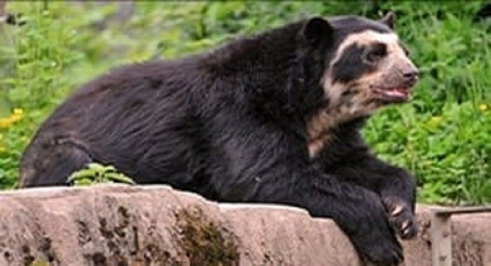 La entidad ambiental fortalecerá la estrategia pedagógica para que la comunidad se una al cuidado de esta especie