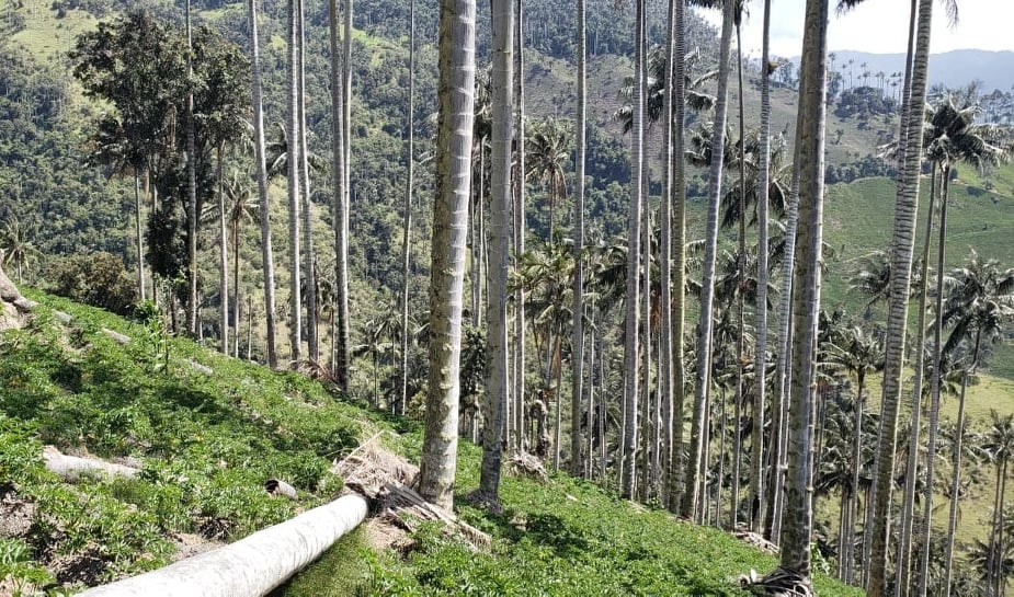 La autoridad ambiental ordenó la suspensión de la actividad agrícola y que los presuntos infractores planten dos mil palmas