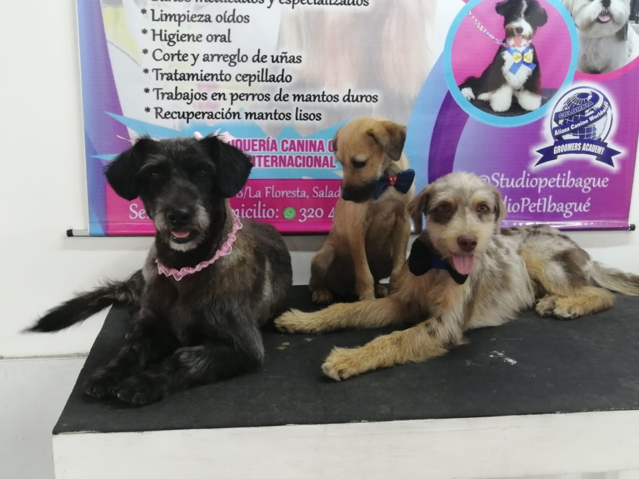 Adopción