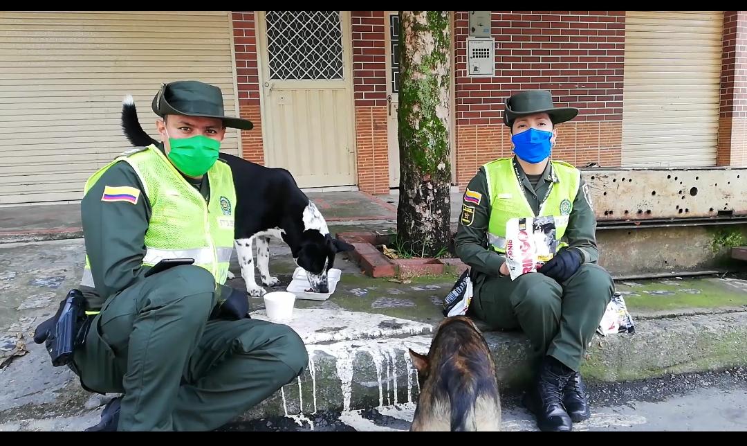 Protegen perros en Ibagué