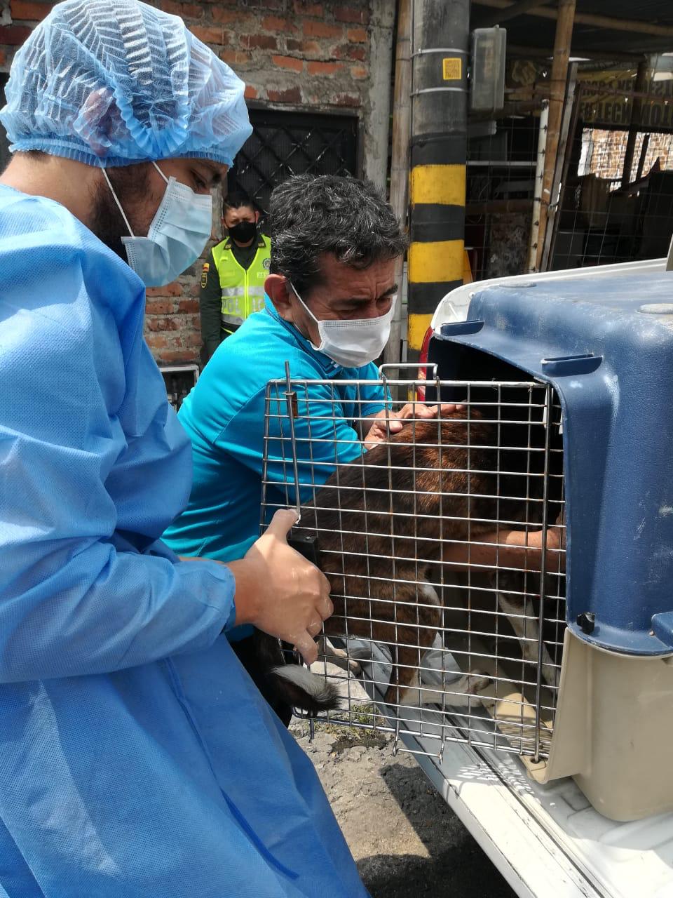 Animales rescatados de Ibagué