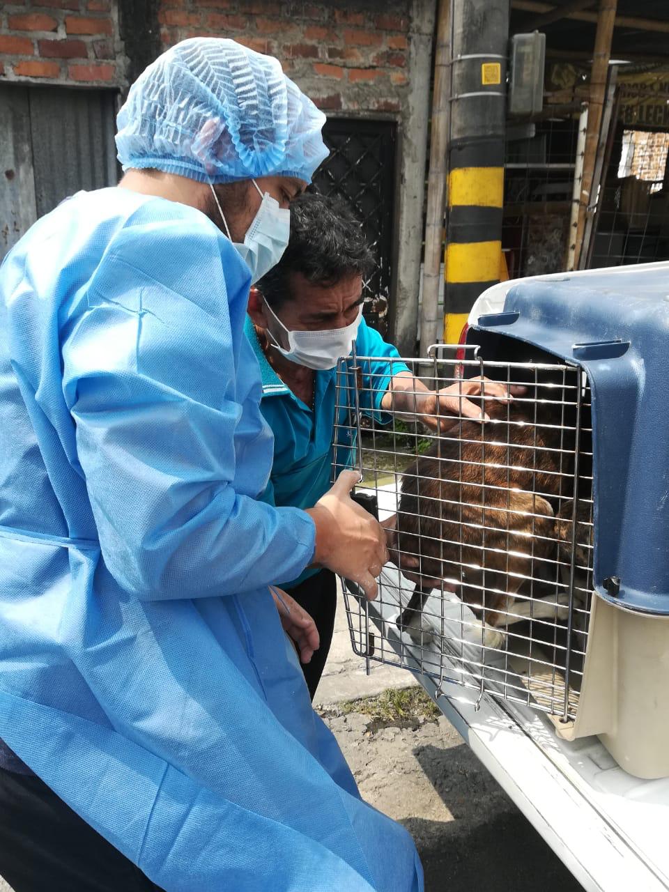 Animales rescatados de Ibagué