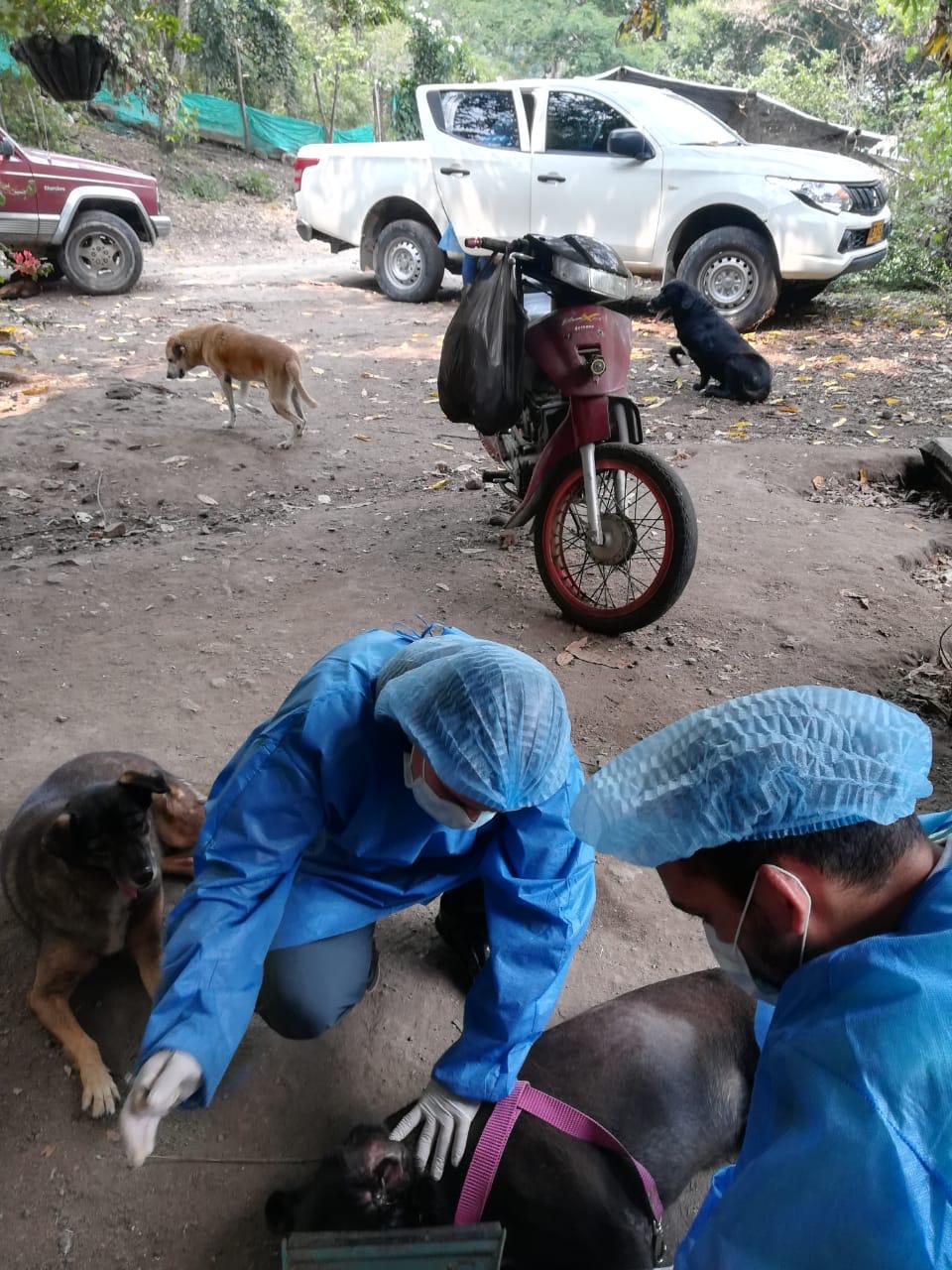 Animales rescatados de Ibagué