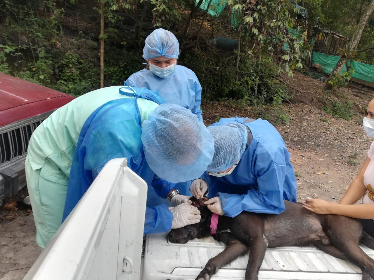 Animales rescatados de Ibagué