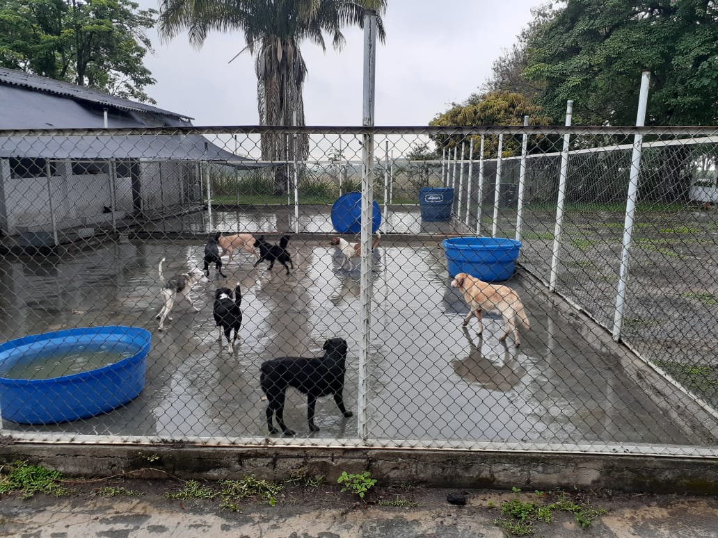 jornada de adopción y donación en el CAP