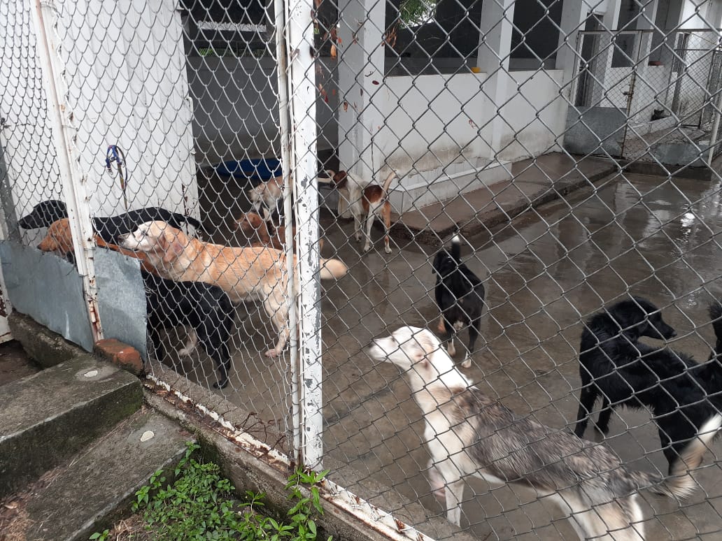 jornada de adopción y donación en el CAP