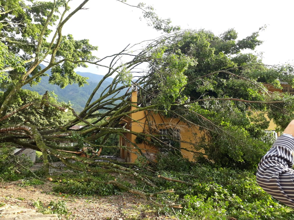 Caída de Árbol en el Conservatorio del Tolima