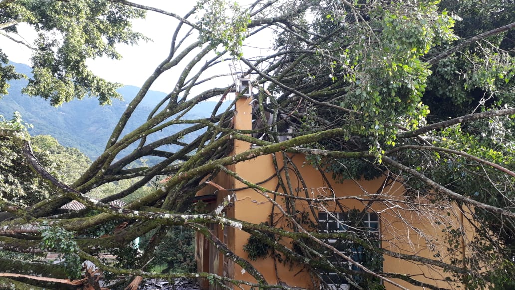 Caída de Árbol en el Conservatorio del Tolima