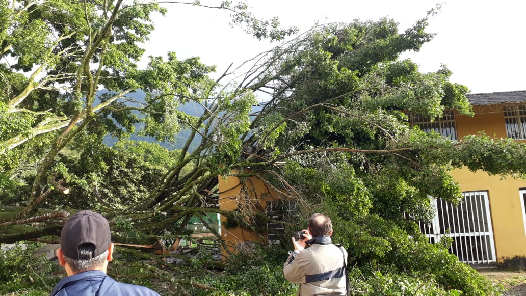 Caída de Árbol en el Conservatorio del Tolima