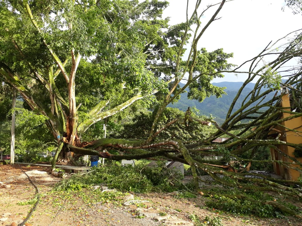 Caída de Árbol en el Conservatorio del Tolima