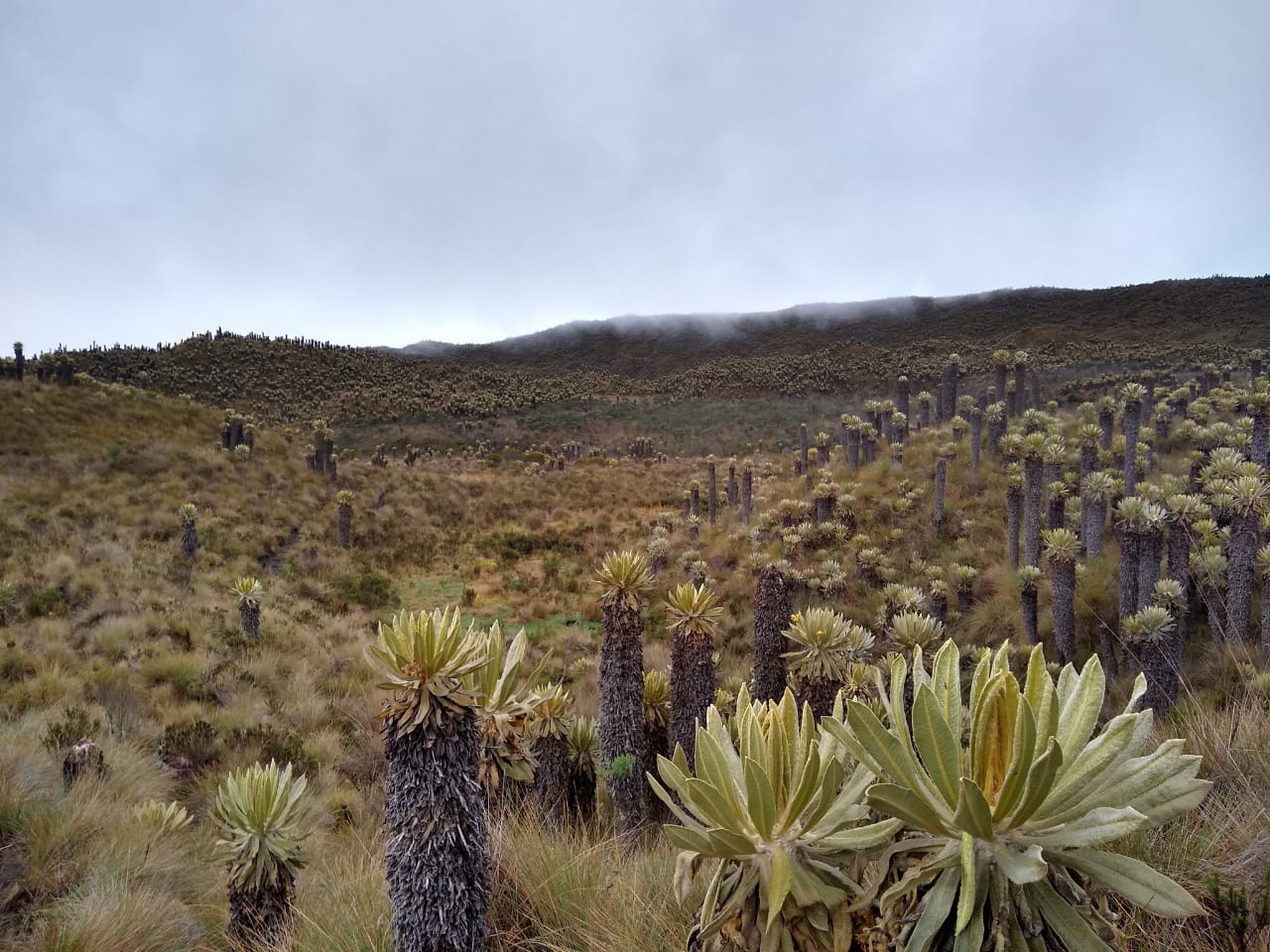 Valle de frailejones en el páramo de Murillo, Tolima.