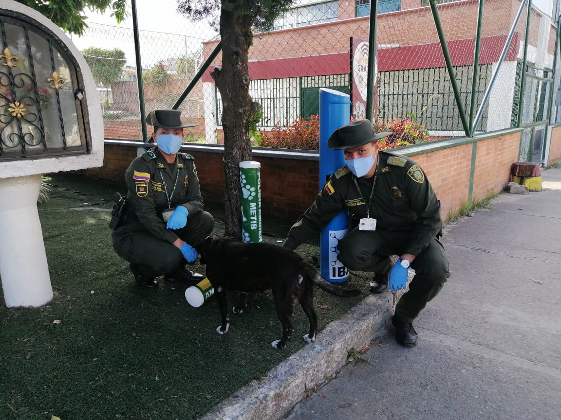 En Ibagué también buscan cuidar de los perros callejeros