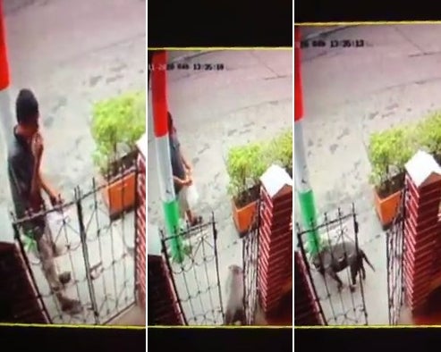 Roban perros en Ibagué