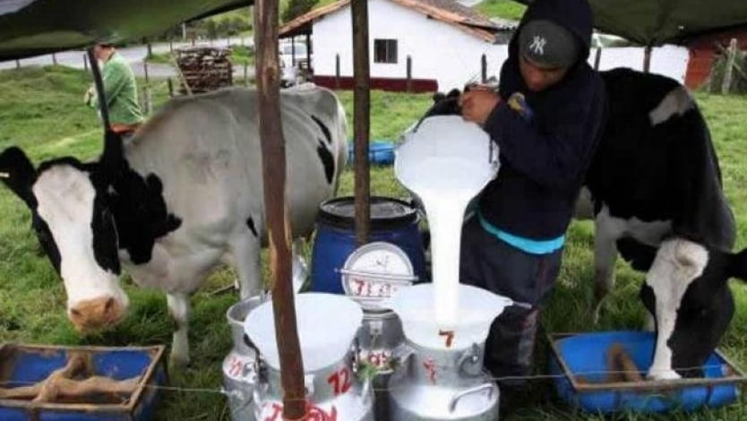 El 40% de los 130 mil litros que producen las cuencas lecheras del Tolima no se están comercializando