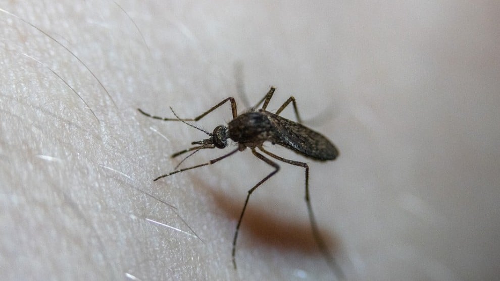 85 casos de dengue en Acevedo