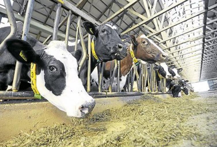 Los protocolos deben ser cumplidos por las actividades de producción avícolas, porcícolas, ganadera, equina, acuícolas y pesquero