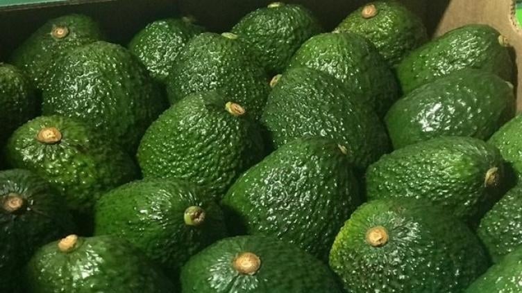 Productos como el aguacate Hass, lima ácida Tahití, el banano bocadillo o la gulupa, lideran el grupo de productos cultivados en el Tolima