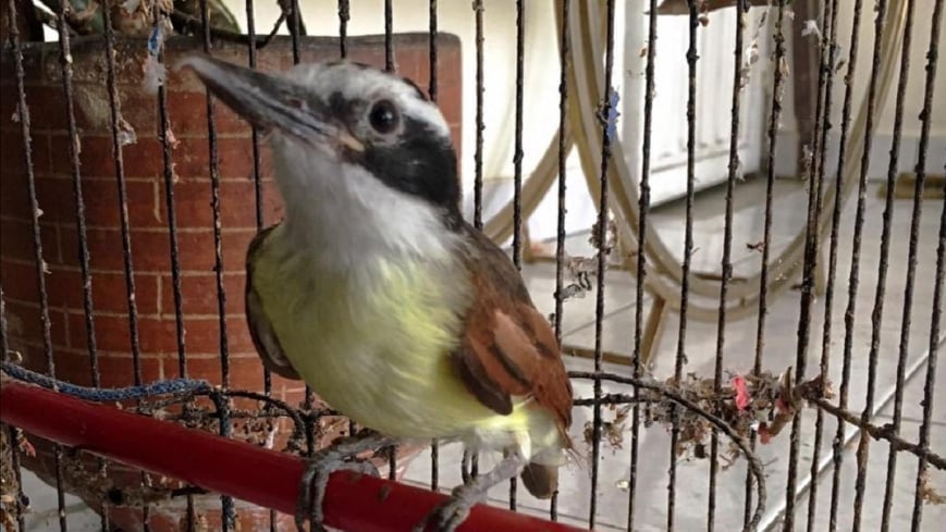 La prohibición para la tenencia de aves no entrará a regir sino hasta 10 años después de la promulgación de la ley