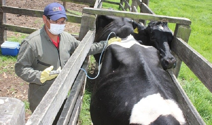 Cumpliendo protocolos de bioseguridad se está desarrollando el nuevo ciclo de vacunación contra la Fiebre Aftosa