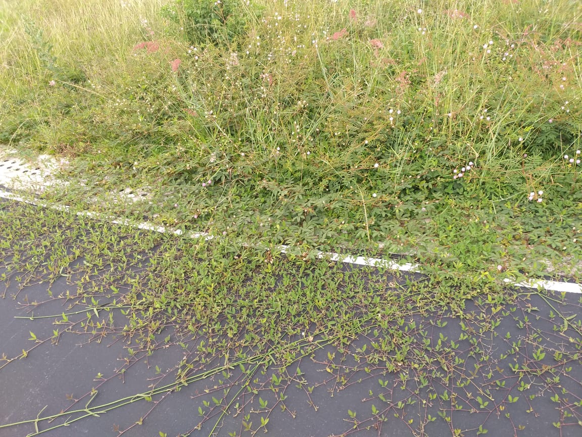 Escenarios Deportivos