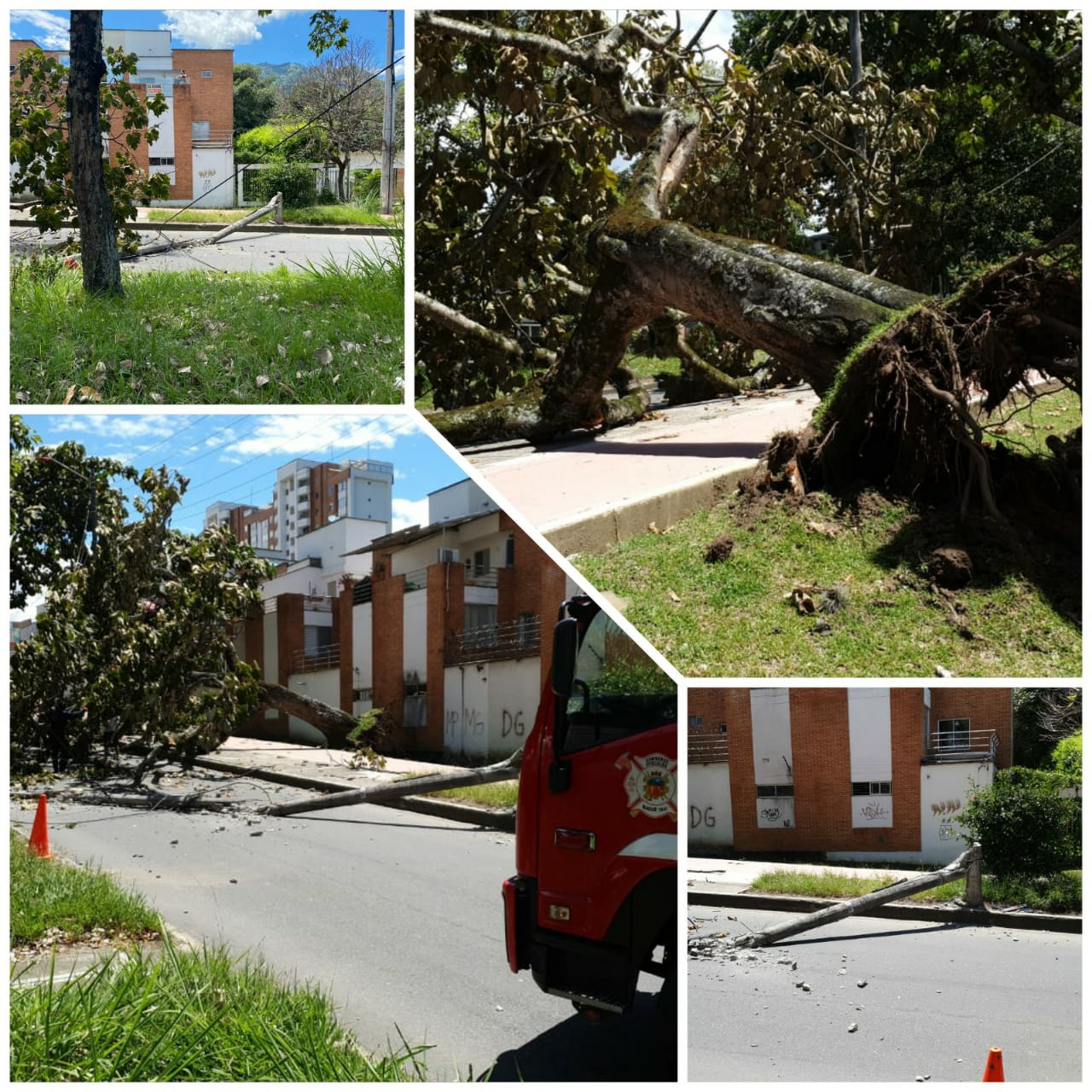 Árbol por poca causa tragedia en el barrio Pedregal de Ibagué