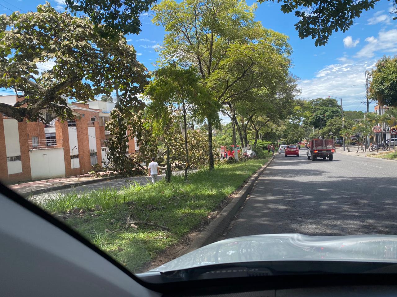 Árbol por poca causa tragedia en el barrio Pedregal de Ibagué