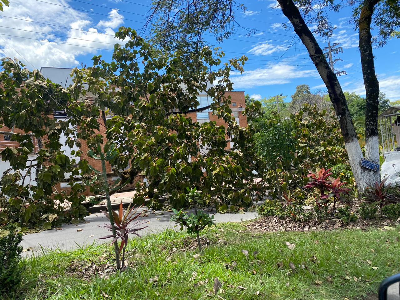 Árbol por poca causa tragedia en el barrio Pedregal de Ibagué