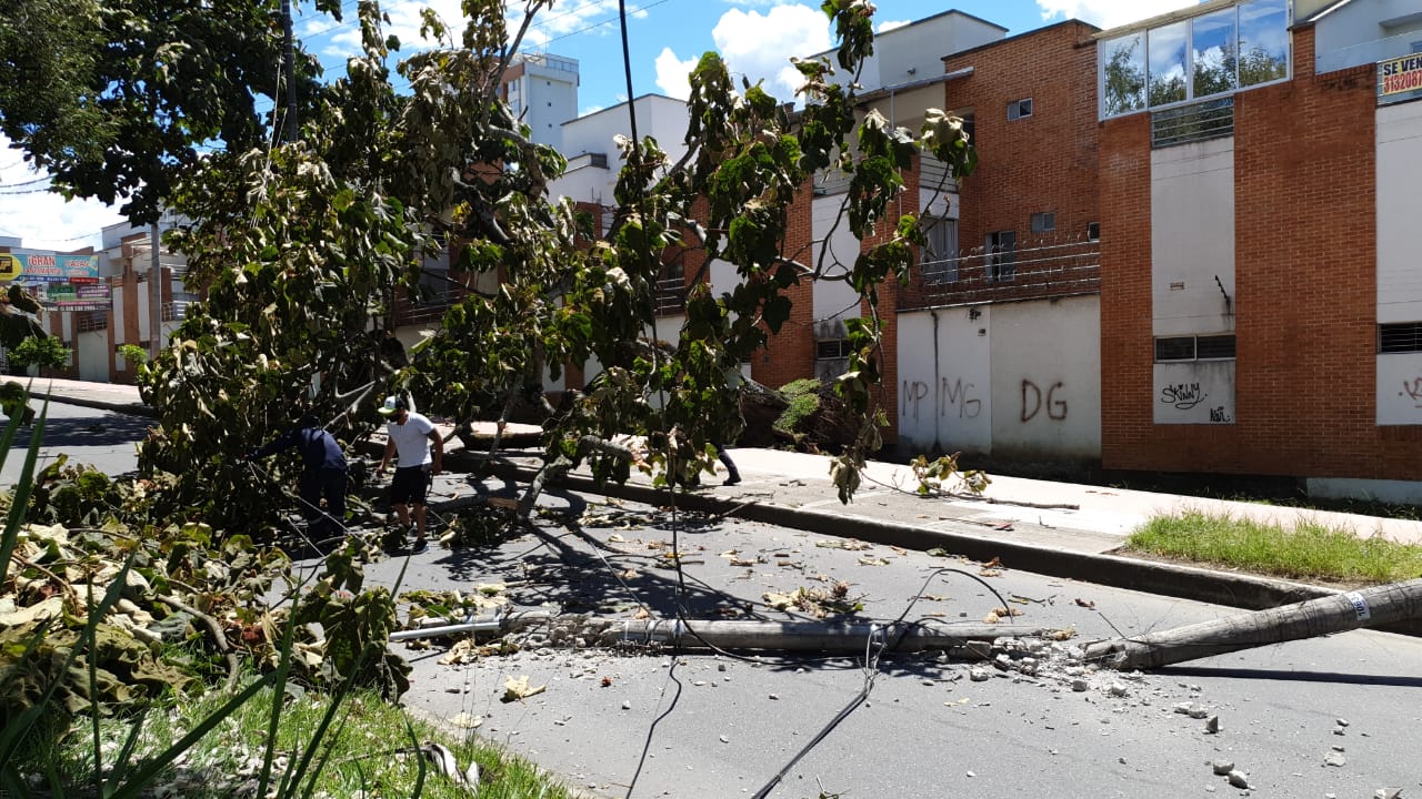 Árbol por poca causa tragedia en el barrio Pedregal de Ibagué