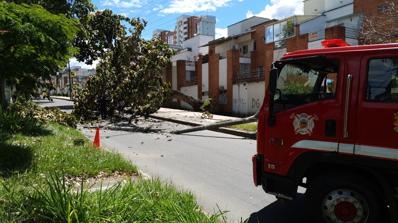 Árbol por poca causa tragedia en el barrio Pedregal de Ibagué