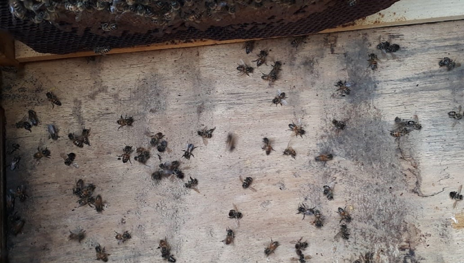 Abejas Huila