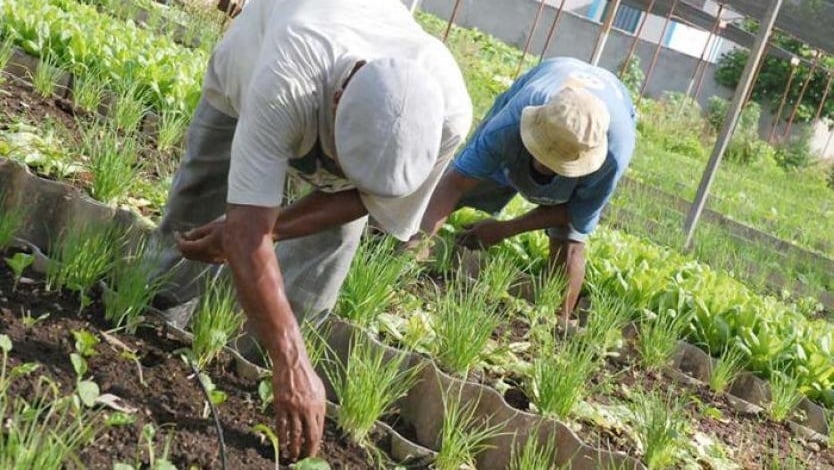 Agricultores del Tolima.