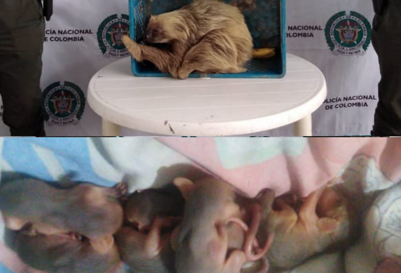 Rescataron animales en Icononzo y Carmen de Apicalá