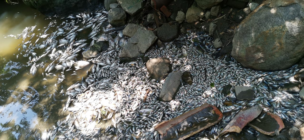 Emergencia ambiental en Venadilla