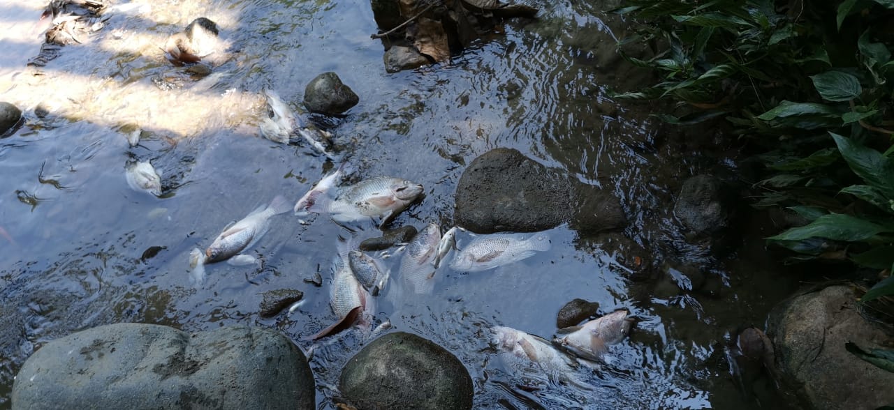 Peces muertos en Venadillo