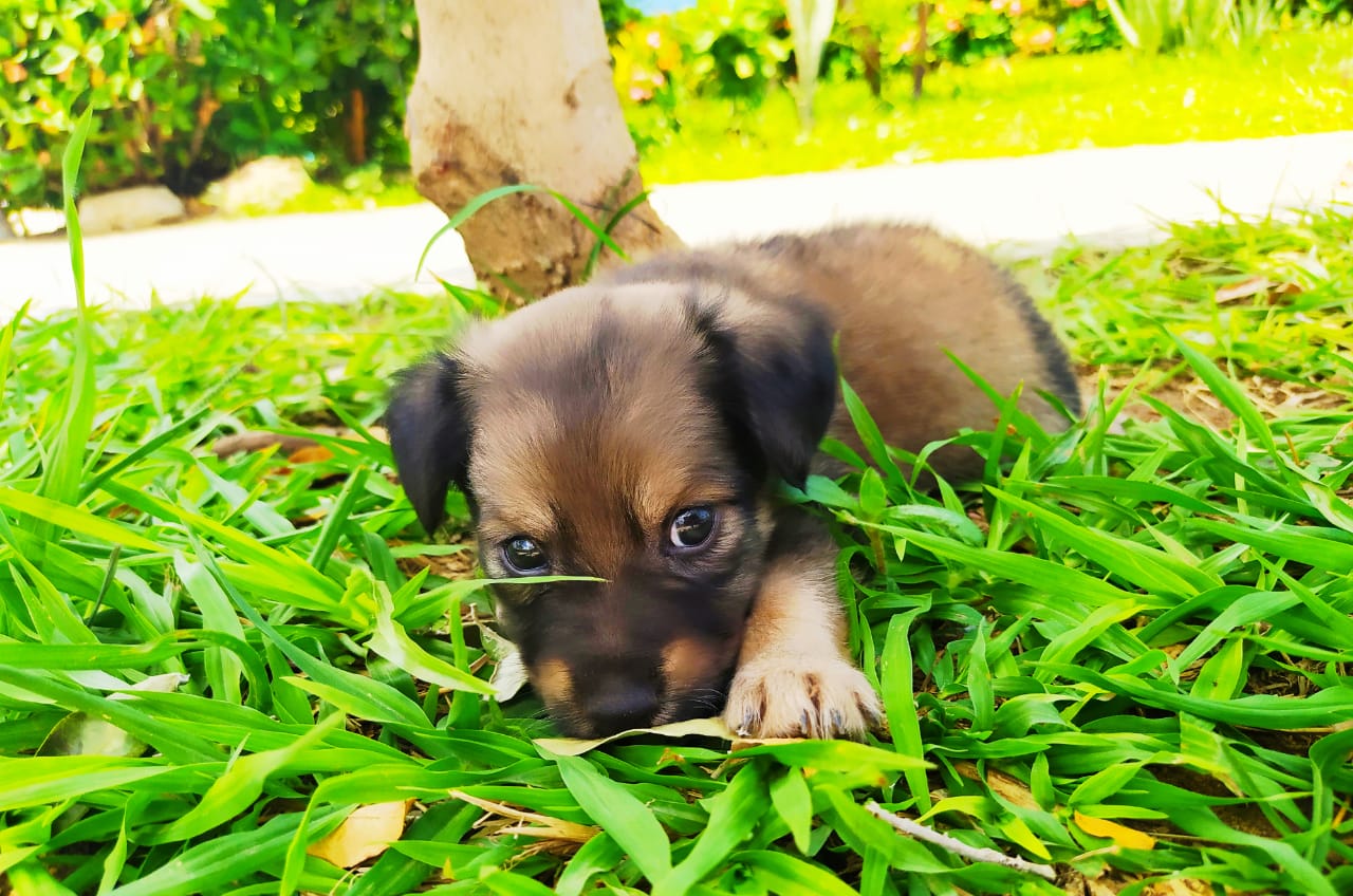 Jornada de vacunación