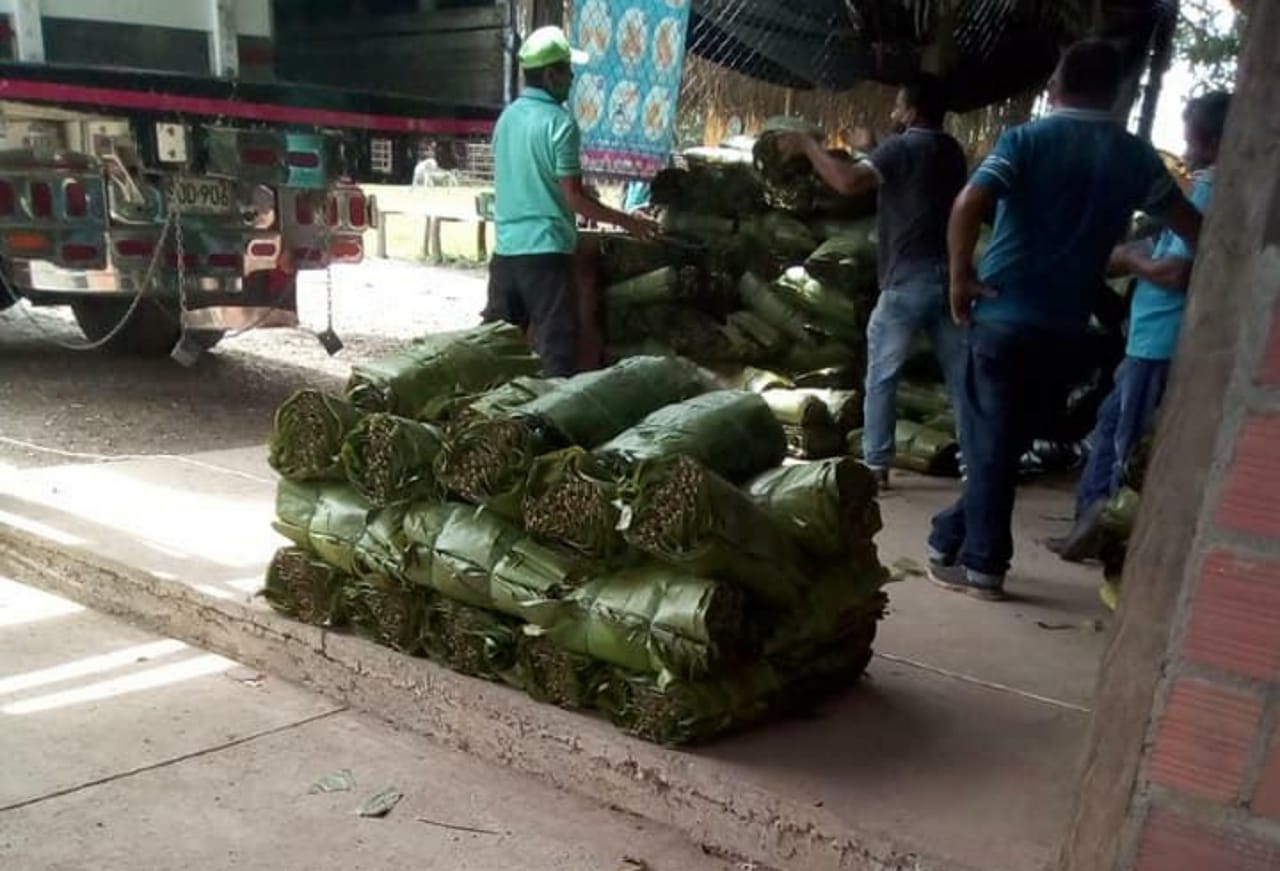 planta de hojas de cachaco