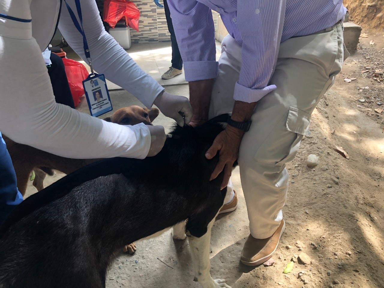 Protocolos para evitar propagación de rabia humana en Neiva