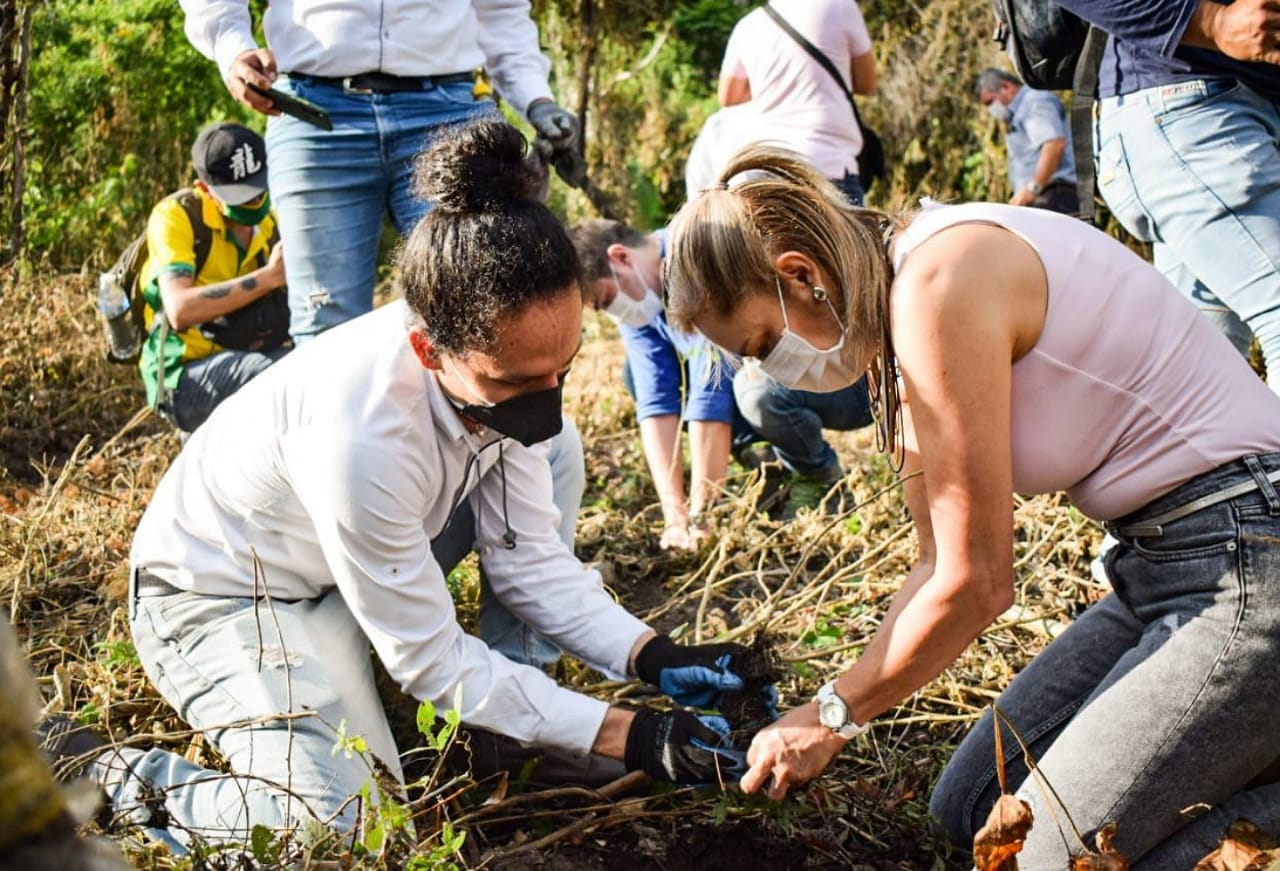 Cortolima sembratón